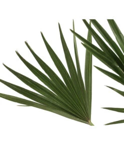 Zwergpalme 'Vulcano' 7 Zwergpalme 'Vulcano' -Garten Umfassend Geschäft 8607905 WE DE 002 ChamaeropsVulcanoT18