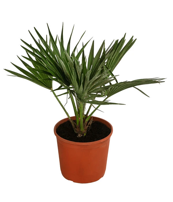 Zwergpalme 'Vulcano' 3 Zwergpalme 'Vulcano'