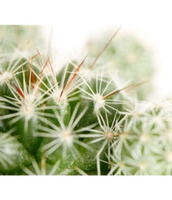 Warzenkaktus - Mammillaria Gracilis -Garten Umfassend Geschäft 8607954 PR DE 001 MammilariaGracilisT6DehnerExpressZS