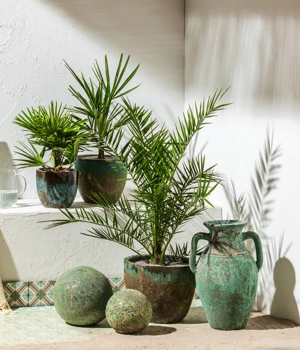 Zwergpalme 'Vulcano' 4 Zwergpalme 'Vulcano' – Bild 2