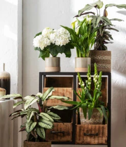 Hortensie - Hydrangea Macrophylla 11 Hortensie - Hydrangea Macrophylla -Garten Umfassend Geschäft 8614471 WE MO 001 CalatheaWhitestarT19