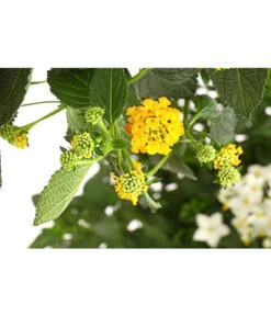 Wandelröschen, Bepflanzt -Garten Umfassend Geschäft 8616369 PR DE 001 LantanaBepflanztT27DehnerExpressHerzig