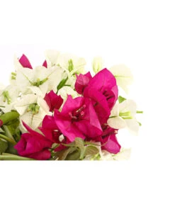 Drillingsblumen-Duo, Spalier -Garten Umfassend Geschäft 8618258 PR DE 001 BougainvilleaTwinSpalier19DehnerExpressHerzig