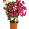 Drillingsblumen-Duo, Spalier -Garten Umfassend Geschäft 8618258 PR FS 001 BougainvilleaTwinSpalier19DehnerExpressHerzig