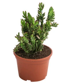 Feigenkaktus - Opuntia Monacantha