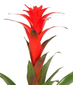 Guzmanie - Guzmania Calypso, In Keramik -Garten Umfassend Geschäft 8628018 WE DE 001 GuzmaniaCalypsoInKeramik