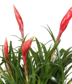 Bromelien-Set Sommerfrische, 4-teilig -Garten Umfassend Geschäft 8628059 WE DE 001 BromelienMix4erSet