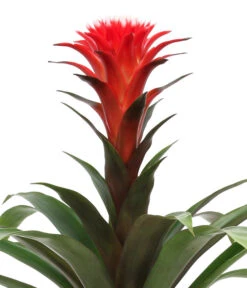 Bromelien-Set Sommerfrische, 4-teilig -Garten Umfassend Geschäft 8628059 WE DE 002 BromelienMix4erSet