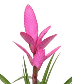 Bromelien-Set Sommerfrische, 4-teilig -Garten Umfassend Geschäft 8628059 WE DE 003 BromelienMix4erSet