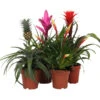 Bromelien-Set Sommerfrische, 4-teilig -Garten Umfassend Geschäft 8628059 WE FS 002 BromelienMix4erSet