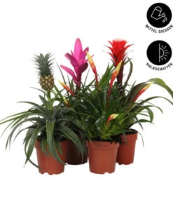 Garten Umfassend Geschäft -Garten Umfassend Geschäft 8628059 WE IG 002 BromelienMix4erSet