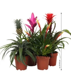 Bromelien-Set Sommerfrische, 4-teilig -Garten Umfassend Geschäft 8628059 WE IG 007 BromelienMix4erSet