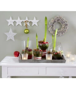 Amaryllis - Hippeastrum-Hybride -Garten Umfassend Geschäft 8646994 8700809 WE MO 001 Amaryllis 009