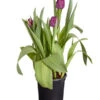 Tulpen 'Purple Flag' -Garten Umfassend Geschäft 8660102 PR FS 001 TulpenTulpiaNegritaT14DehnerExpressZS