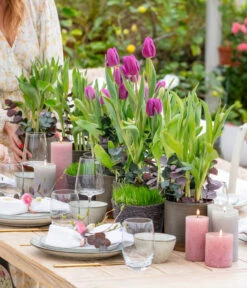 Tulpen 'Purple Flag' -Garten Umfassend Geschäft 8660102 WE MO 001 TulpenPurpleFlag