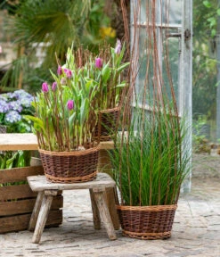 Tulpen 'Purple Flag' -Garten Umfassend Geschäft 8660102 WE MO 002 TulpenPurpleFlag