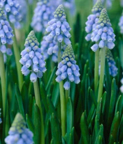 Traubenhyazinthen In Zinkschale, Ca. Ø29 Cm -Garten Umfassend Geschäft 8664377 WE DE 001 MuscariAtlantic