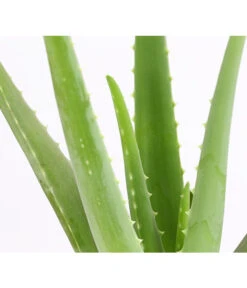 Echte Aloe - Aloe Vera -Garten Umfassend Geschäft 8670853 PR DE 001 AloeVeraT12DehnerExpressHerzig