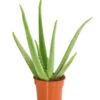 Echte Aloe - Aloe Vera -Garten Umfassend Geschäft 8670853 PR FS 001 AloeVeraT12DehnerExpressHerzig