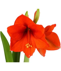 Amaryllis - Hippeastrum-Hybride -Garten Umfassend Geschäft 8700809 PR DE 001 AmaryllisHippeastrum2TrieberT13DehnerExpressHerzig