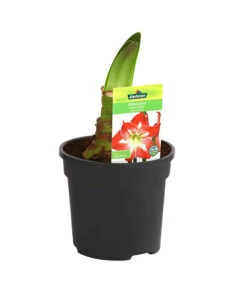 Amaryllis - Hippeastrum-Hybride