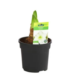 Amaryllis - Hippeastrum-Hybride -Garten Umfassend Geschäft 8700809 PR FS 004 HippeastrumArcticWithe2TrDehnerExpressHerzig