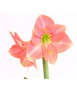 Amaryllis - Hippeastrum-Hybride -Garten Umfassend Geschäft 8700809 WE DE 001 AmaryllisHippeastrumMultifloraRittersternT17DehnerExpressHerzigOW
