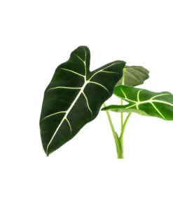 Pfeilblatt - Alocasia Micholitziana 'Frydek' -Garten Umfassend Geschäft 8715575 WE DE 001 AlocasiaFrydeckT14