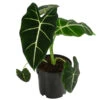Pfeilblatt - Alocasia Micholitziana 'Frydek'
