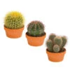 Kugelkaktus - Echinocactus, Verschiedene Sorten -Garten Umfassend Geschäft 8716748 PR FS 001 KugelkaktusMixT20