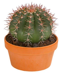 Kugelkaktus - Echinocactus, Verschiedene Sorten -Garten Umfassend Geschäft 8716748 PR FS 002 KugelkaktusMixT20DehnerExpressHerzig