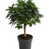 Birkenfeige - Ficus 'Nitida', Stamm -Garten Umfassend Geschäft 8718306 WE FS 001 FicusNitidaStammT17