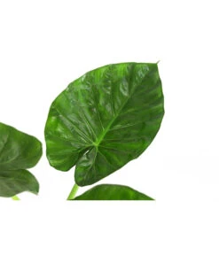 Pfeilblatt - Alocasia Macrorrhiza -Garten Umfassend Geschäft 8720013 WE DE 001 AlocasiaMacrorhizzaElefantenohrDehner