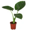 Pfeilblatt - Alocasia Macrorrhiza -Garten Umfassend Geschäft 8720013 WE FS 001 AlocasiaMacrorhizzaElefantenohrDehner