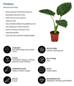 Garten Umfassend Geschäft -Garten Umfassend Geschäft 8720013 WE IG 001 Pfeilblatt