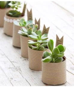 Mini Sukkulenten, Verschiedene Sorten -Garten Umfassend Geschäft 8722514 PR MO 006 Sukkulenten