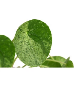 Glückstaler - Pilea Peperomioides 'Mojito' 7 Glückstaler - Pilea Peperomioides 'Mojito' -Garten Umfassend Geschäft 8722902 WE DE 001 PileaPeperomioidesMojitoDehnerExpressHerzig