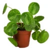 Glückstaler - Pilea Peperomioides 'Mojito' 2 Glückstaler - Pilea Peperomioides 'Mojito' -Garten Umfassend Geschäft 8722902 WE FS 001 PileaPeperomioidesMojitoDehnerExpressHerzig