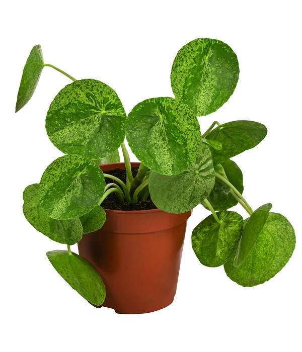 Glückstaler - Pilea Peperomioides 'Mojito' 3 Glückstaler - Pilea Peperomioides 'Mojito'