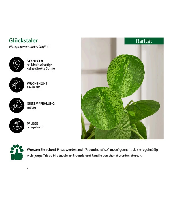 Glückstaler - Pilea Peperomioides 'Mojito' 4 Glückstaler - Pilea Peperomioides 'Mojito' – Bild 2