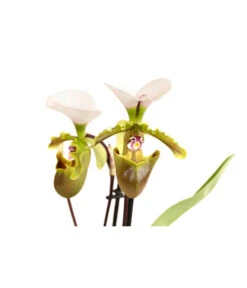 Frauenschuh - Paphiopedilum Spicerianum 5 Frauenschuh - Paphiopedilum Spicerianum -Garten Umfassend Geschäft 8730913 WE DE 001 PaphiopedilumSpiceranumT9