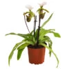 Frauenschuh - Paphiopedilum Spicerianum -Garten Umfassend Geschäft 8730913 WE FS 001 PaphiopedilumSpiceranumT9