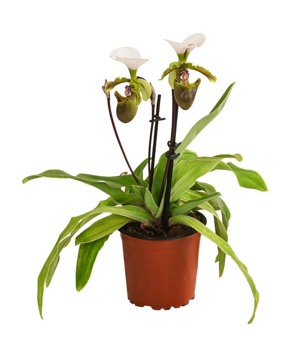 Frauenschuh - Paphiopedilum Spicerianum 3 Frauenschuh - Paphiopedilum Spicerianum