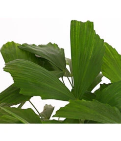 Fischschwanzpalme - Caryota Mitis 6 Fischschwanzpalme - Caryota Mitis -Garten Umfassend Geschäft 8738189 PR DE 001 FischschwanzpalmeCaryotaMitisT21DehnerExpressHerzig