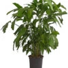 Fischschwanzpalme - Caryota Mitis 1 Fischschwanzpalme - Caryota Mitis -Garten Umfassend Geschäft 8738189 PR FS 001 FischschwanzpalmeCaryotaMitisT21DehnerExpressHerzig