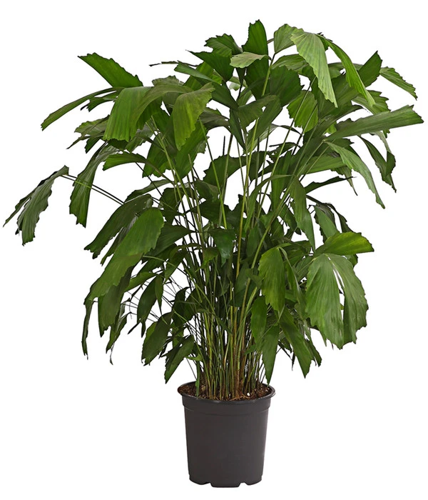 Fischschwanzpalme - Caryota Mitis 3 Fischschwanzpalme - Caryota Mitis