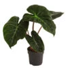 Pfeilblatt - Alocasia Baginda 'Pink Dragon' 2 Pfeilblatt - Alocasia Baginda 'Pink Dragon' -Garten Umfassend Geschäft 8742082 WE FS 001 AlocasiaPinkDragonT11