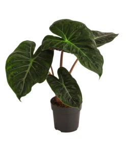 Pfeilblatt - Alocasia Baginda 'Pink Dragon'