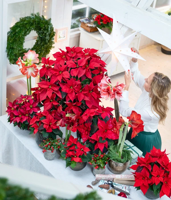 Rote Teppichbeere 7 Rote Teppichbeere – Bild 5