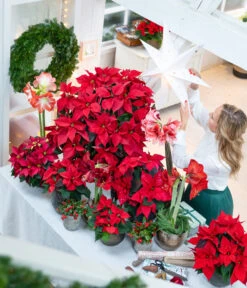 Amaryllis - Hippeastrum-Hybride -Garten Umfassend Geschäft 874704 WE MO 001 WeihnachtsblueherRot